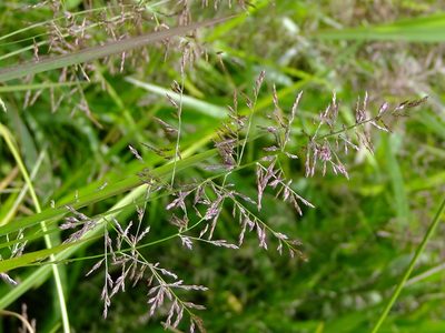 Coleataenia rigidula, photographed by Summit Metro Parks