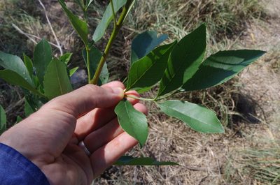 Fraxinus berlandieriana, photographed by Eric Knight