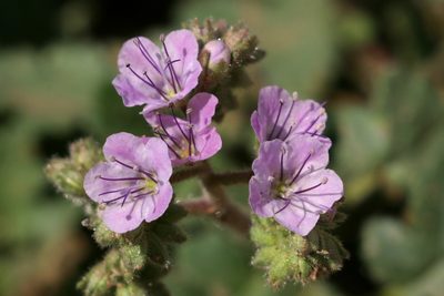 Phacelia bombycina, photographed by Cecelia Alexander