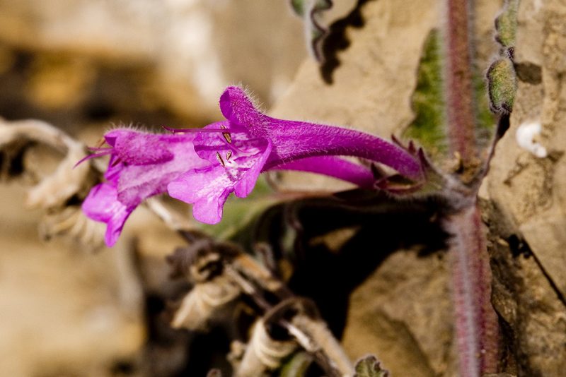 Salvia summa, photographed by Cecelia Alexander