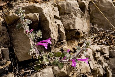 Salvia summa, photographed by Cecelia Alexander