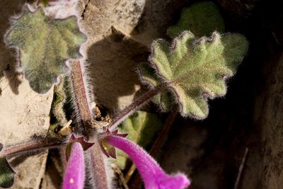 Salvia summa, photographed by Cecelia Alexander