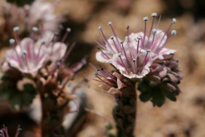 Phacelia arizonica, photographed by Cecelia Alexander