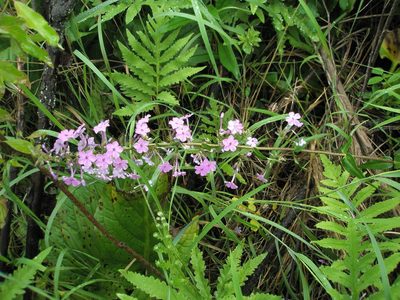 Phlox maculata, photographed by Summit Metro Parks