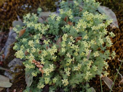 Galium californicum, photographed by George Williams