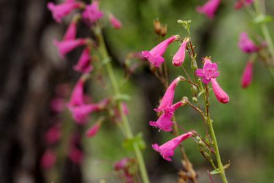 Penstemon pseudospectabilis, photographed by Cecelia Alexander