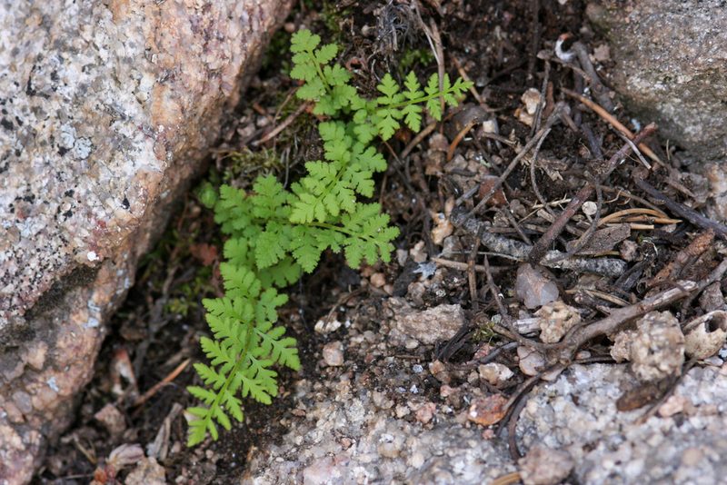 Woodsia plummerae, photographed by Cecelia Alexander