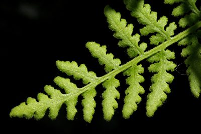 Woodsia plummerae, photographed by Cecelia Alexander