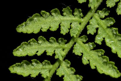 Woodsia plummerae, photographed by Cecelia Alexander