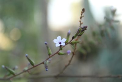 Plumbago caerulea, photographed by Andrés Ramírez-Barrera