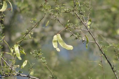 Senegalia wrightii, photographed by Eric Knight