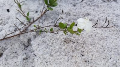 Jacquemontia reclinata, photographed by Michelle Sevcovas
