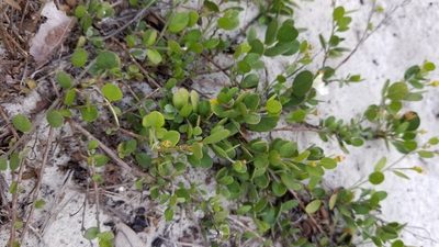 Jacquemontia reclinata, photographed by Michelle Sevcovas