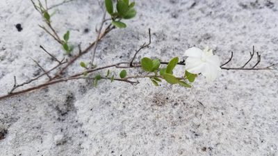 Jacquemontia reclinata, photographed by Michelle Sevcovas