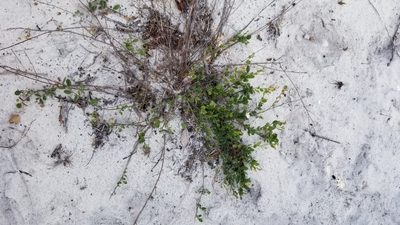 Jacquemontia reclinata, photographed by Michelle Sevcovas