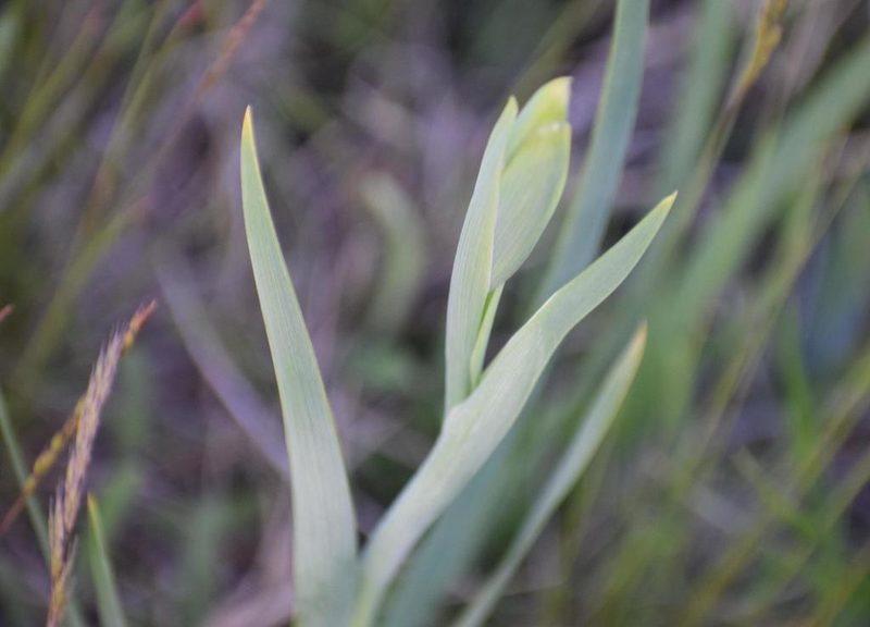 Gladiolus palustris, photographed by Gergely Nigg
