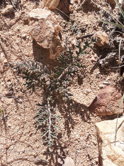 Pelargonium radulifolium, photographed by Brian du Preez