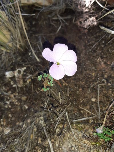 Oxalis fibrosa, photographed by Brian du Preez
