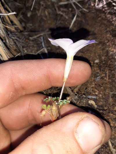 Oxalis fibrosa, photographed by Brian du Preez