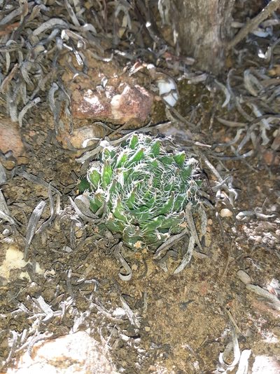 Haworthia arachnoidea, photographed by Brian du Preez