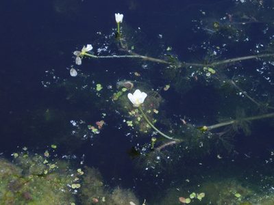 Ranunculus longirostris, photographed by Summit Metro Parks
