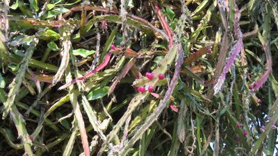Lepismium cruciforme, photographed by demianlescano