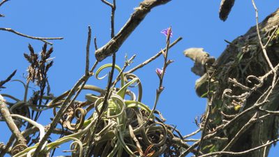 Tillandsia duratii, photographed by demianlescano