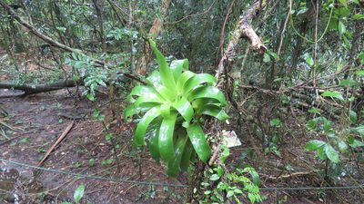Vriesea friburgensis, photographed by demianlescano