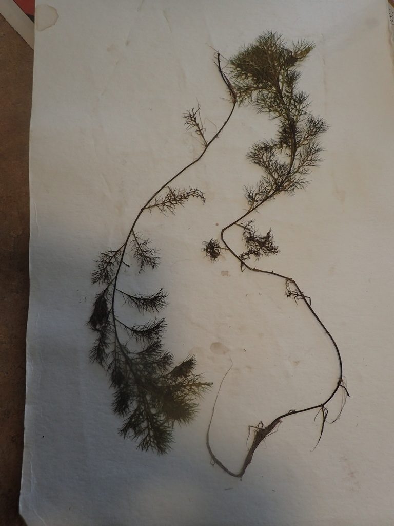 Rorippa aquatica, photographed by Allan Harris
