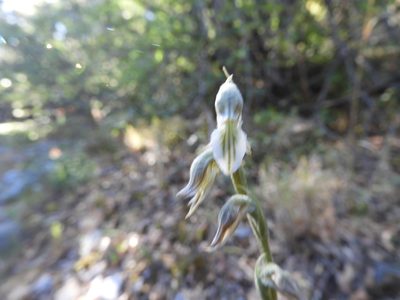 Sotoa confusa, photographed by Leticia Jiménez Hernández