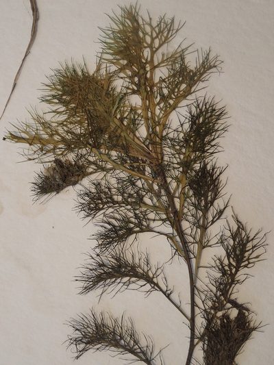 Rorippa aquatica, photographed by Allan Harris