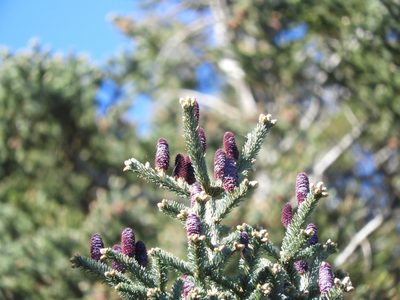 Abies vejarii, photographed by Leticia Jiménez Hernández