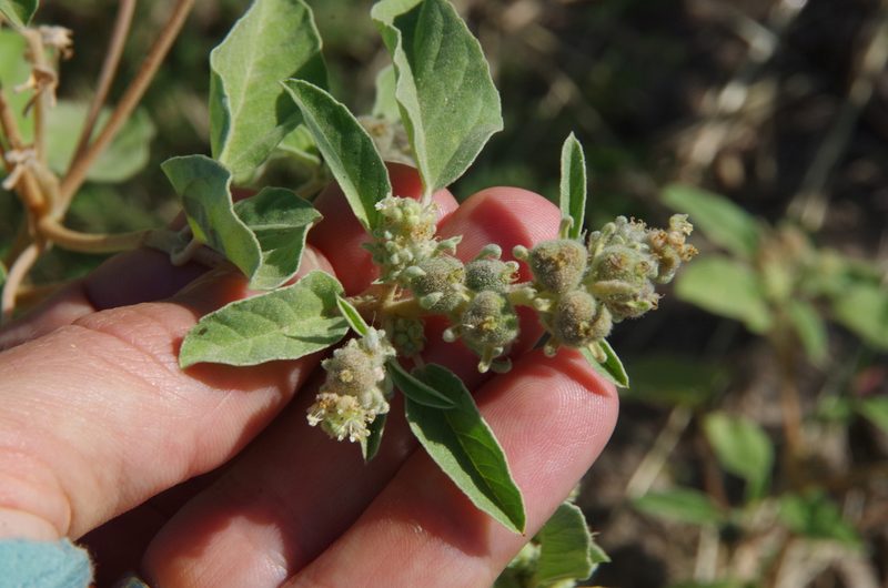 Croton leucophyllus, photographed by Eric Knight