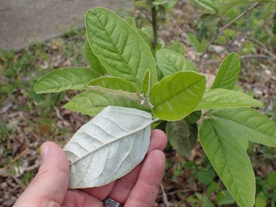 Croton alabamensis, photographed by John P Friel