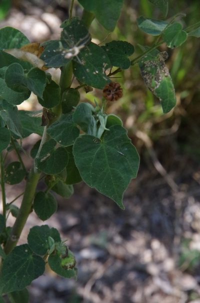 Wissadula amplissima, photographed by Eric Knight