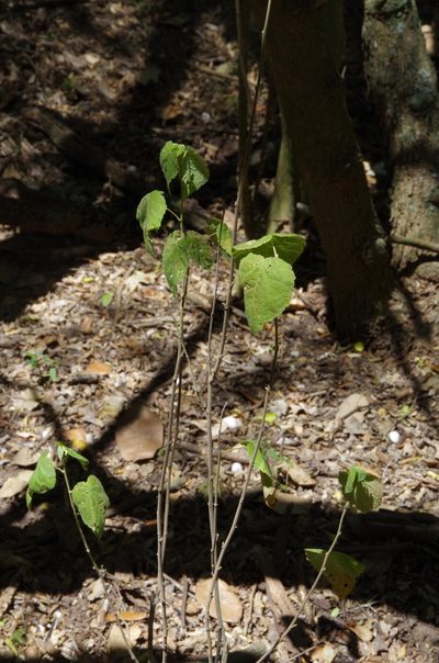 Ayenia limitaris, photographed by Eric Knight