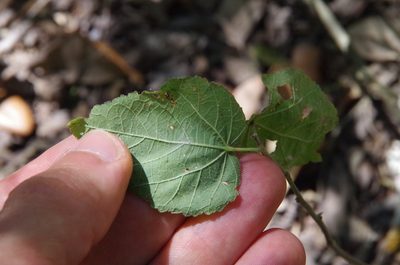 Ayenia limitaris, photographed by Eric Knight