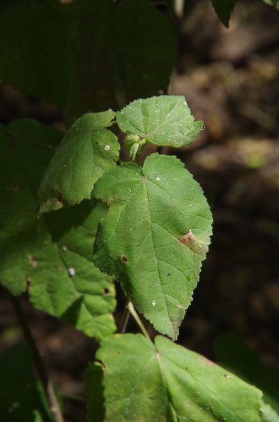 Ayenia limitaris, photographed by Eric Knight
