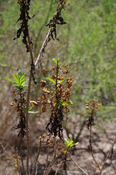 Capraria mexicana, photographed by Eric Knight