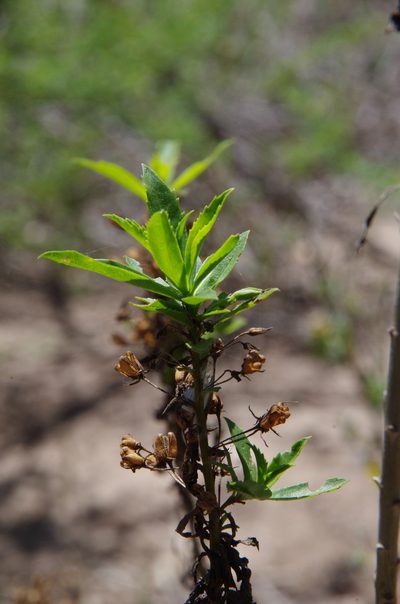 Capraria mexicana, photographed by Eric Knight
