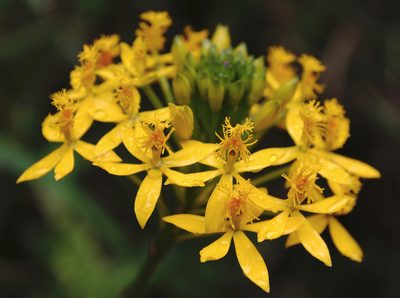 Epidendrum aura-usecheae, photographed by desertnaturalist