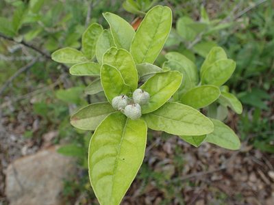 Croton alabamensis, photographed by John P Friel