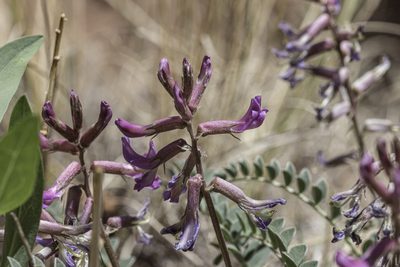 Astragalus cyaneus, photographed by Craig Martin