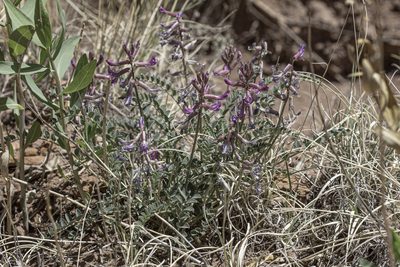 Astragalus cyaneus, photographed by Craig Martin