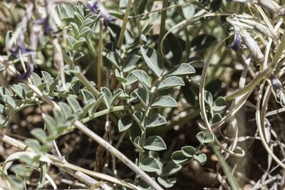 Astragalus cyaneus, photographed by Craig Martin