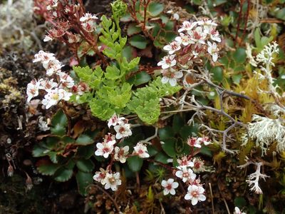 Micranthes occidentalis, photographed by Randal