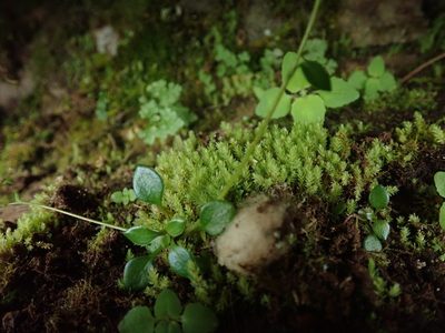 Pohlia cruda, photographed by Randal