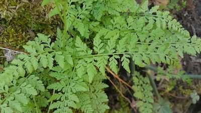 Cystopteris tenuis, photographed by Dan Riley