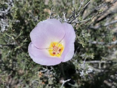 Calochortus flexuosus, photographed by Matt Berger