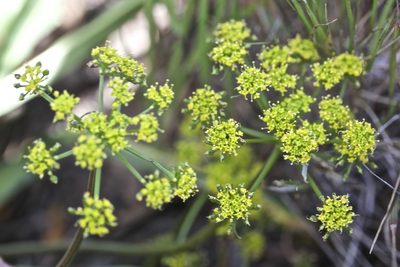 Tauschia kelloggii, photographed by John Hibbard